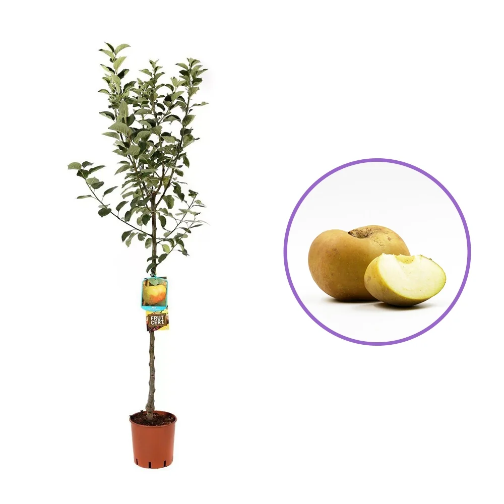 Mar (Malus) Renetta Del Canada, cu fructe verzi-galbui dulci-acrisor, 3 pe rod