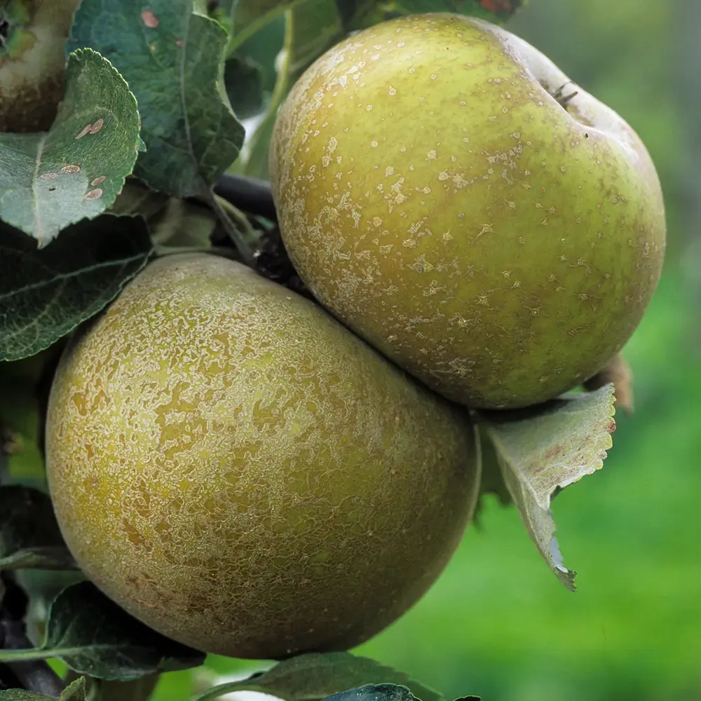 Mar (Malus) Renetta Del Canada, cu fructe verzi-galbui dulci-acrisor, 3 pe rod