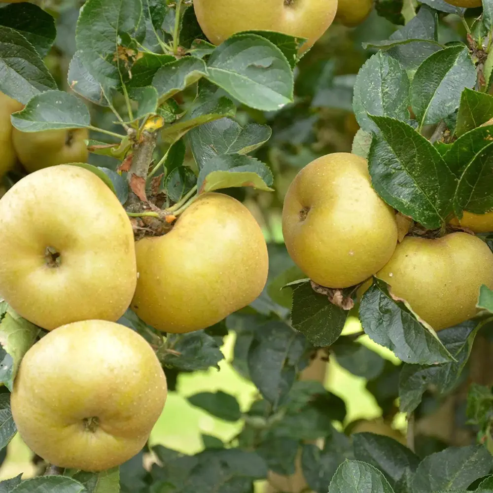 Mar (Malus) Renetta Del Canada, cu fructe verzi-galbui dulci-acrisor, 3 pe rod