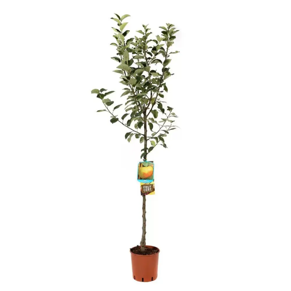 Mar (Malus) Renetta Del Canada, cu fructe verzi-galbui dulci-acrisor, 3 pe rod