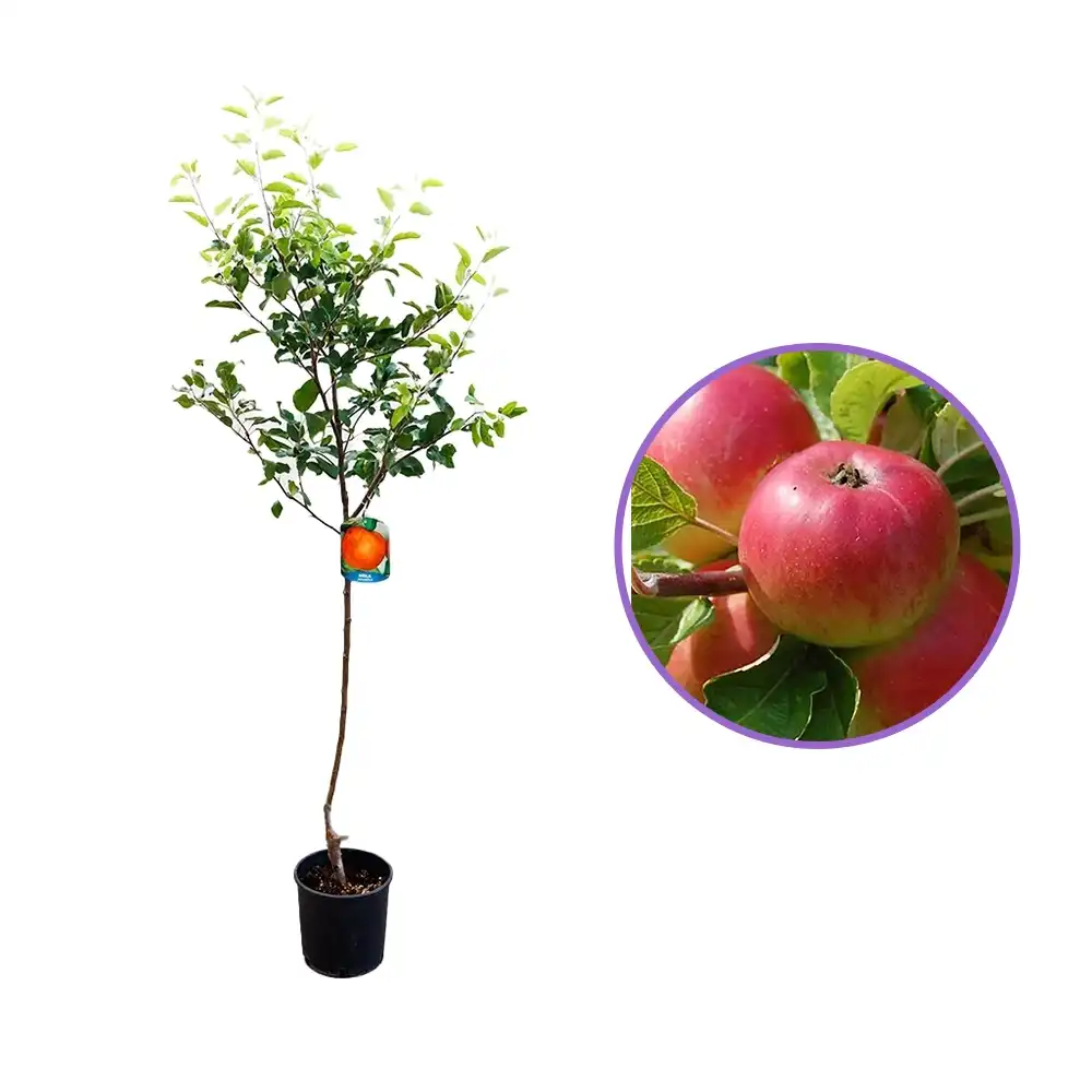 Mar (Malus) Rosa Marchigiana, cu fructe rosii dulci-acrisoare, 3 pe rod