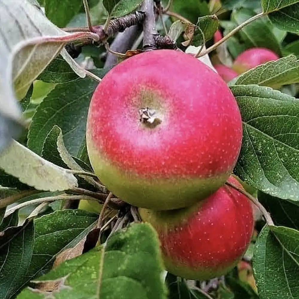 Mar (Malus) Rosa Marchigiana, cu fructe rosii dulci-acrisoare, 3 pe rod