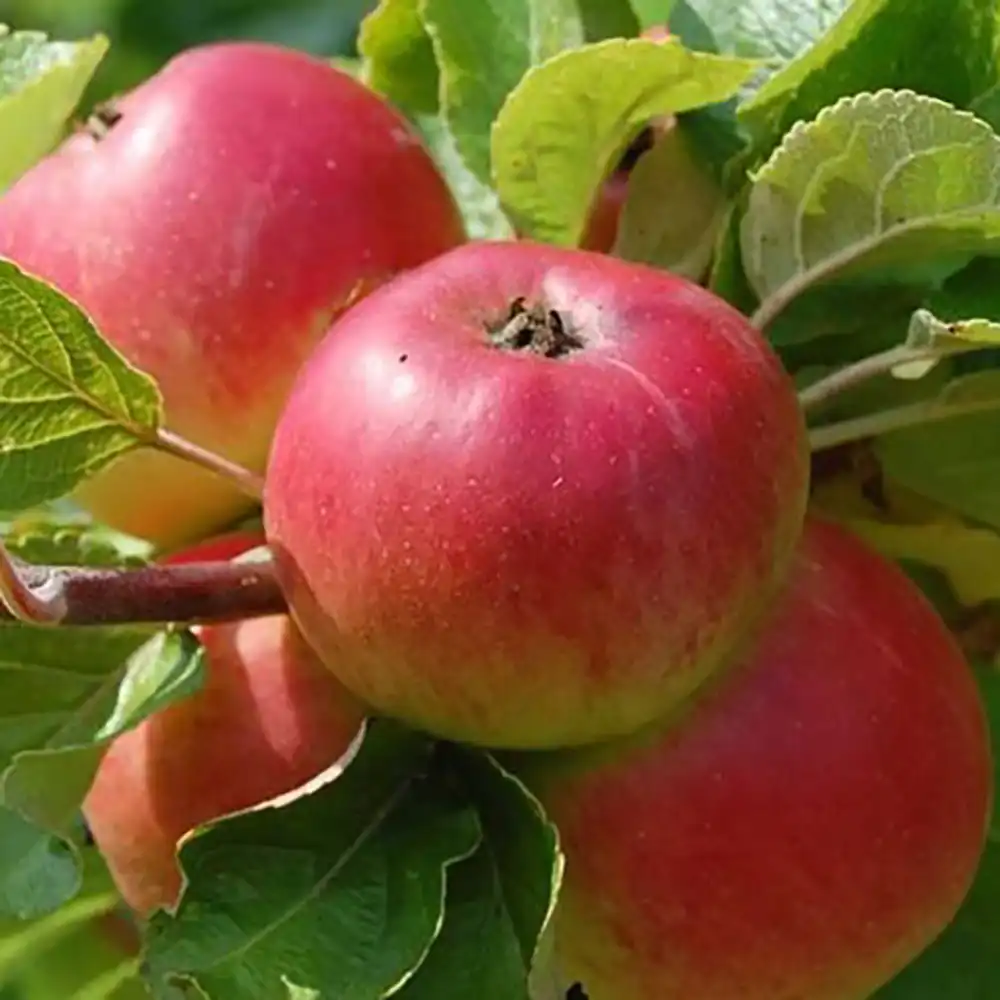Mar (Malus) Rosa Marchigiana, cu fructe rosii dulci-acrisoare, 3 pe rod