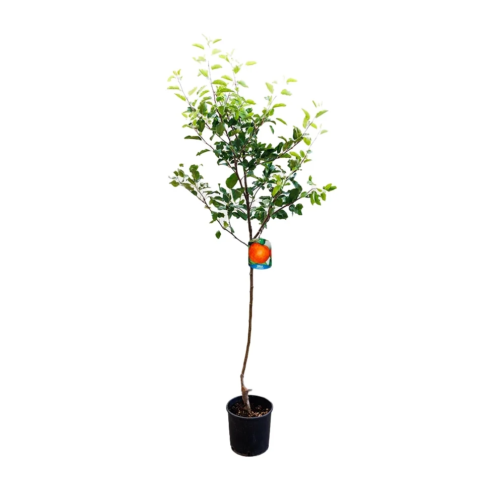 Mar (Malus) Rosa Marchigiana, cu fructe rosii dulci-acrisoare, 3 pe rod
