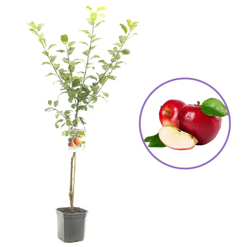 Mar (Malus) Santana, cu fructe rosii dulci-acrisor, 3 pe rod