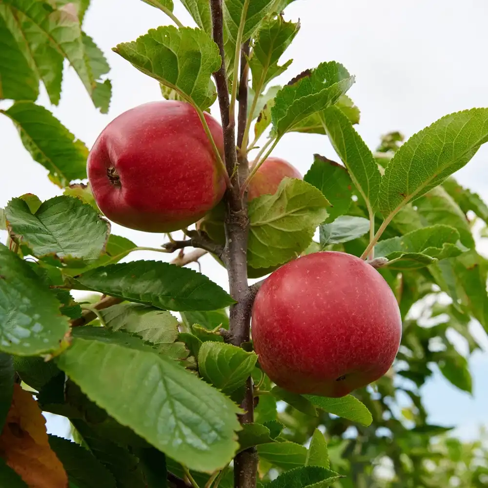 Mar (Malus) Santana, cu fructe rosii dulci-acrisor, 3 pe rod