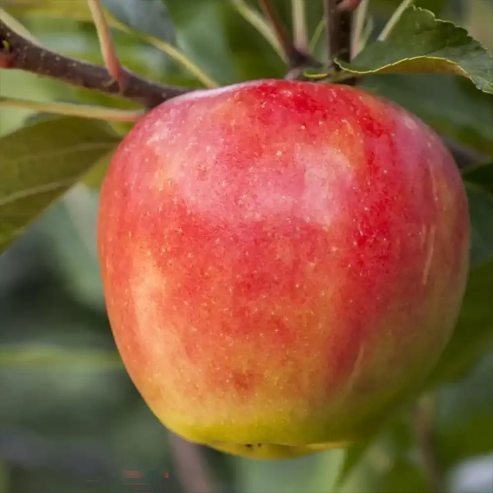 Mar (Malus) Santana, cu fructe rosii dulci-acrisor, 3 pe rod