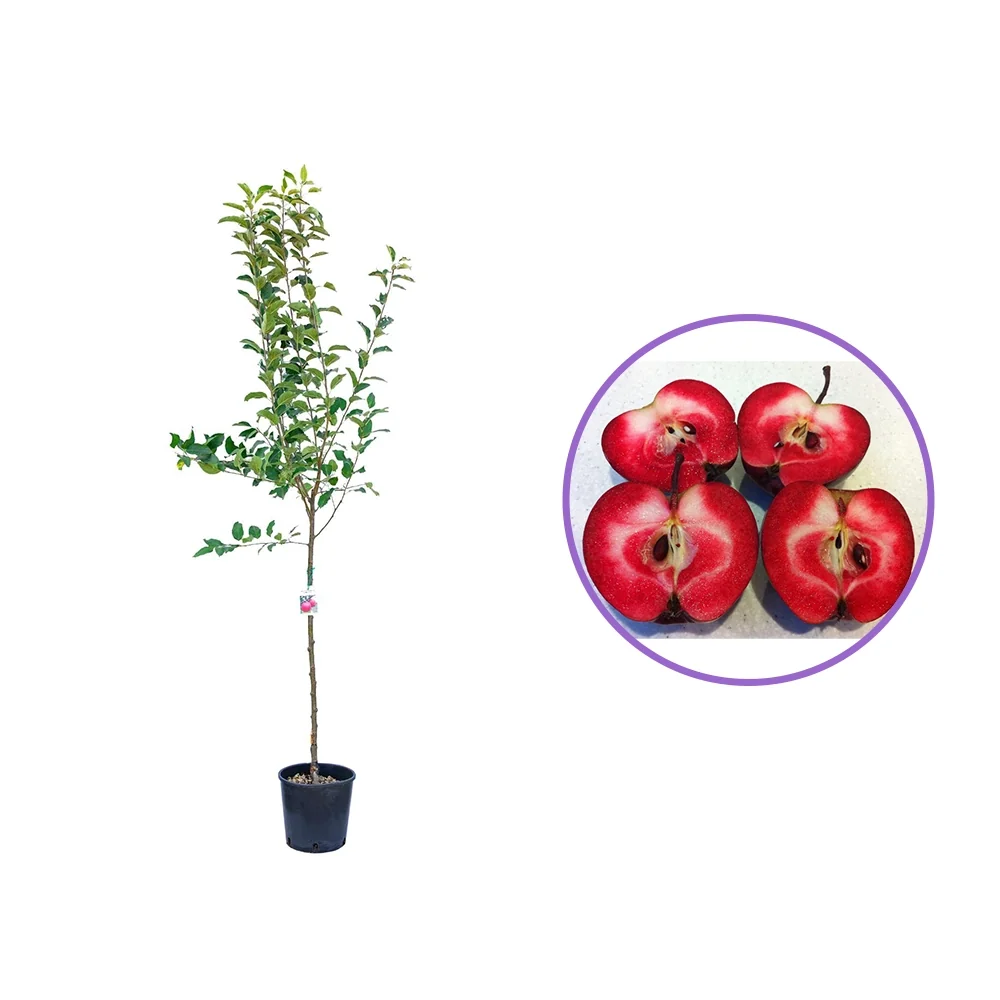 Mar (Malus) Starking, cu fructe rosii dulci-acrisor, 3 pe rod