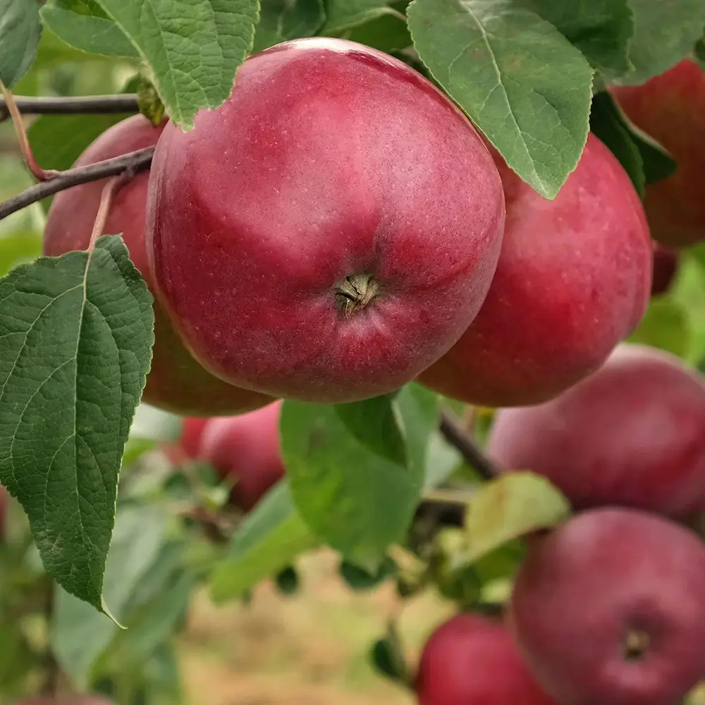 Mar (Malus) Starking, cu fructe rosii dulci-acrisor, 3 pe rod