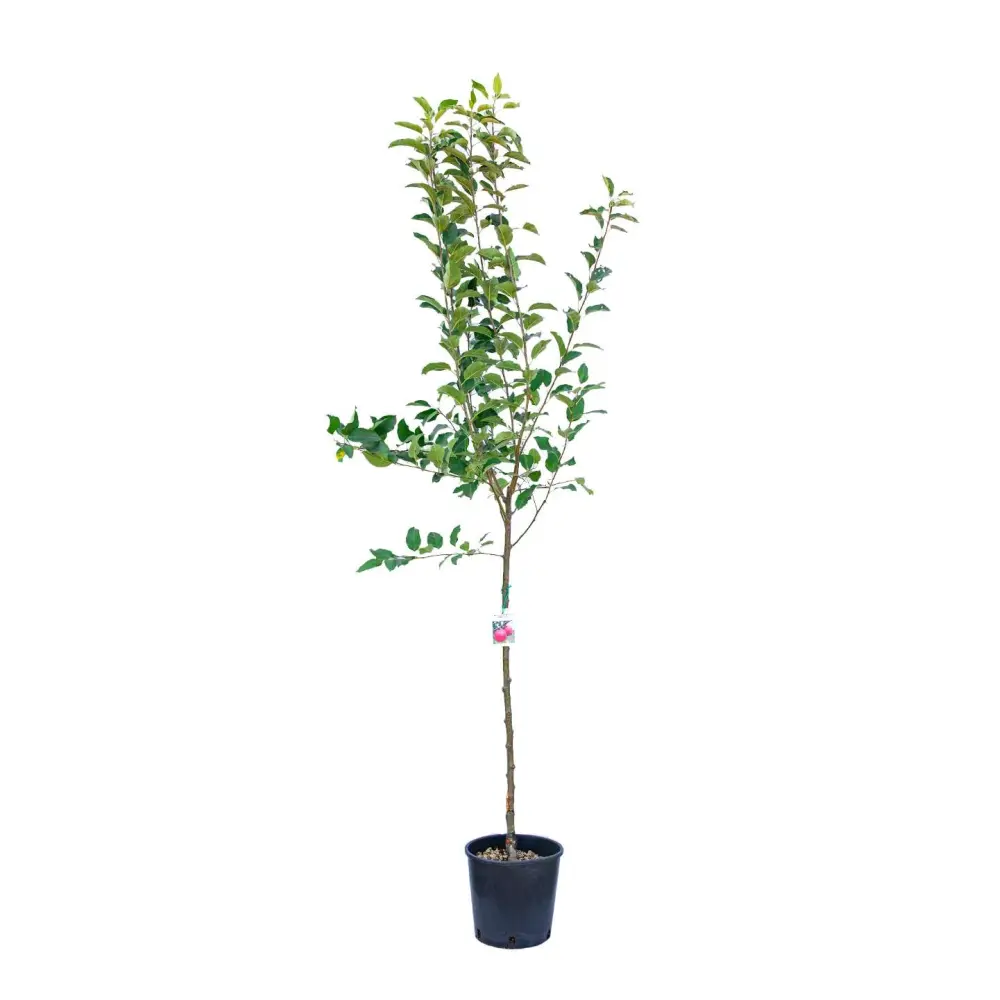 Mar (Malus) Starking, cu fructe rosii dulci-acrisor, 3 pe rod
