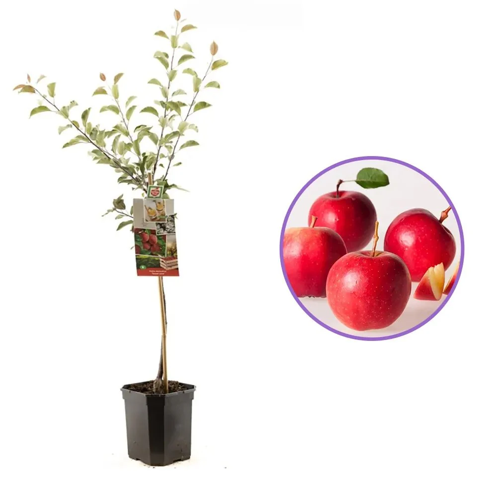 Mar (Malus) Sweet Love, cu fructe dulci-acrisor rosii, 3 pe rod