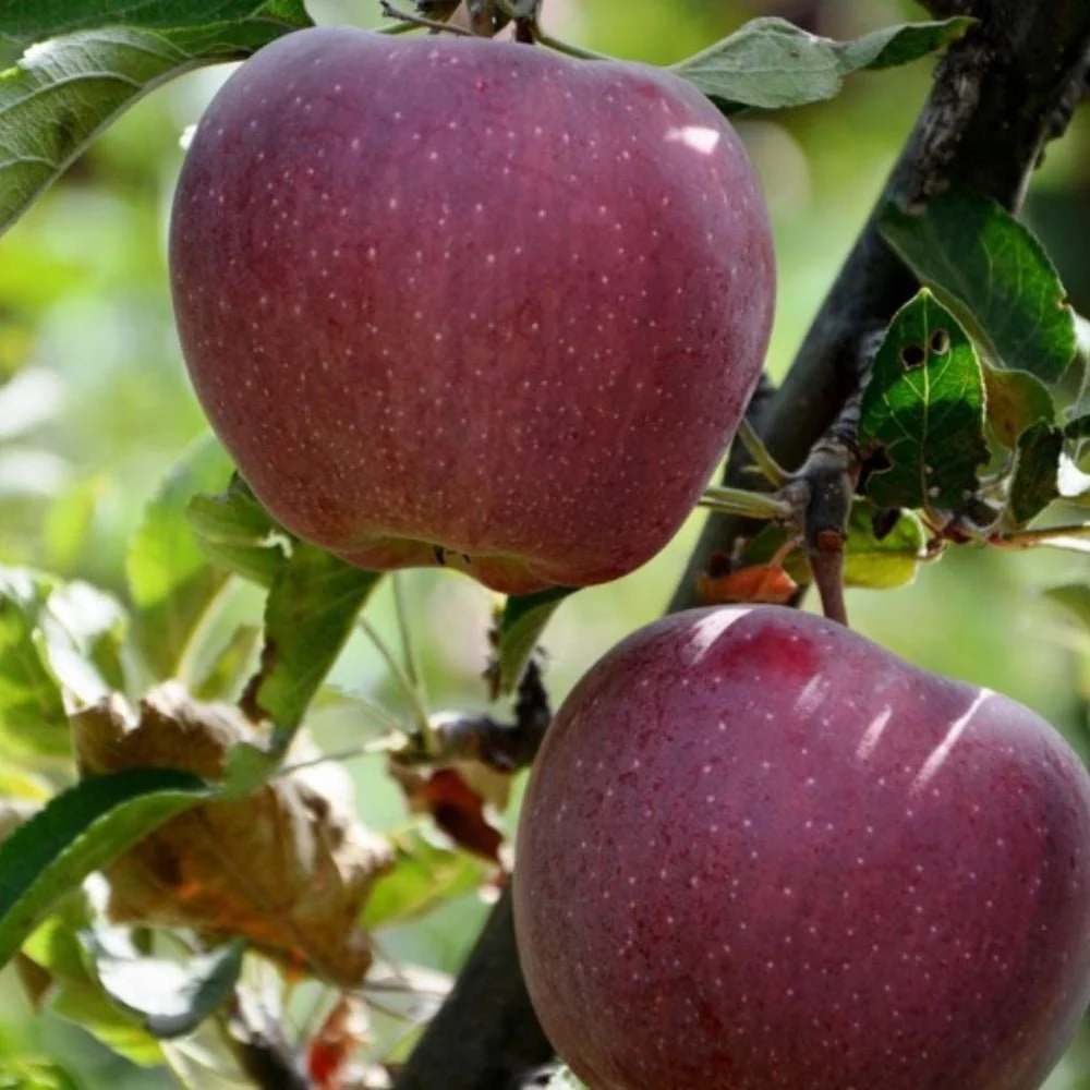 Mar (Malus) Sweet Love, cu fructe dulci-acrisor rosii, 3 pe rod