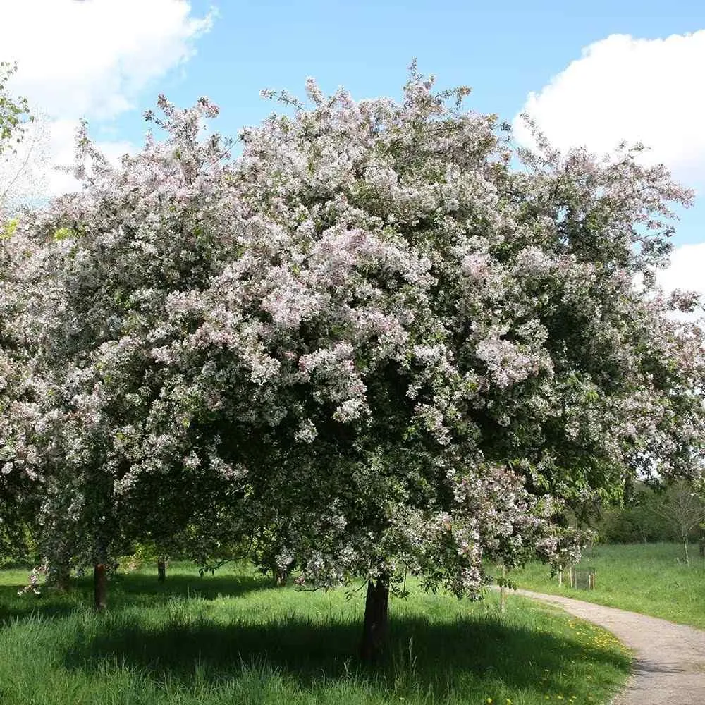 Mar (Malus) Sweet Love, cu fructe dulci-acrisor rosii, 3 pe rod