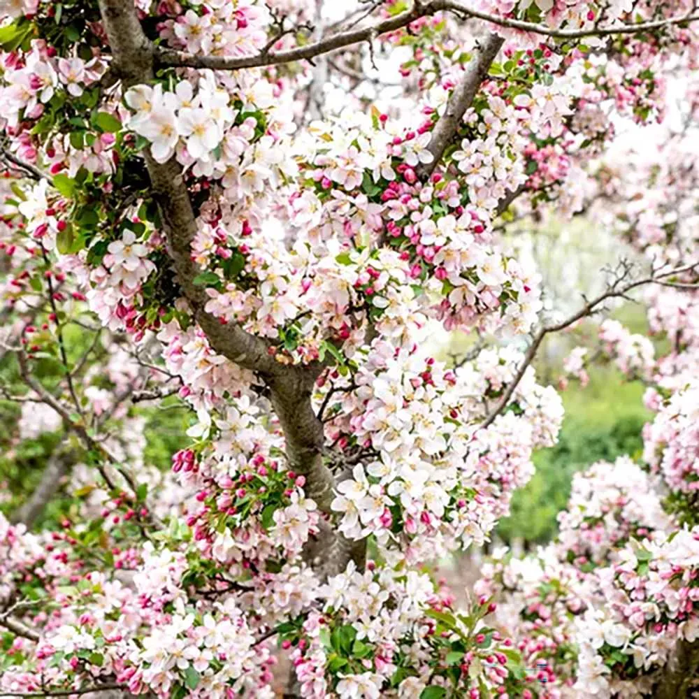 Mar (Malus) Sweet Love, cu fructe dulci-acrisor rosii, 3 pe rod
