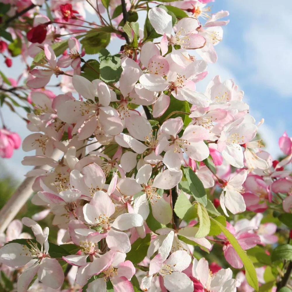 Mar (Malus) Sweet Love, cu fructe dulci-acrisor rosii, 3 pe rod