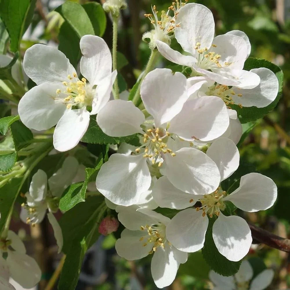 Mar Ornamental (Malus) Red Sentinel, cu fructe rosii, flori albe rozalii cu parfum dulce, arbore decorativ rezistent la ger