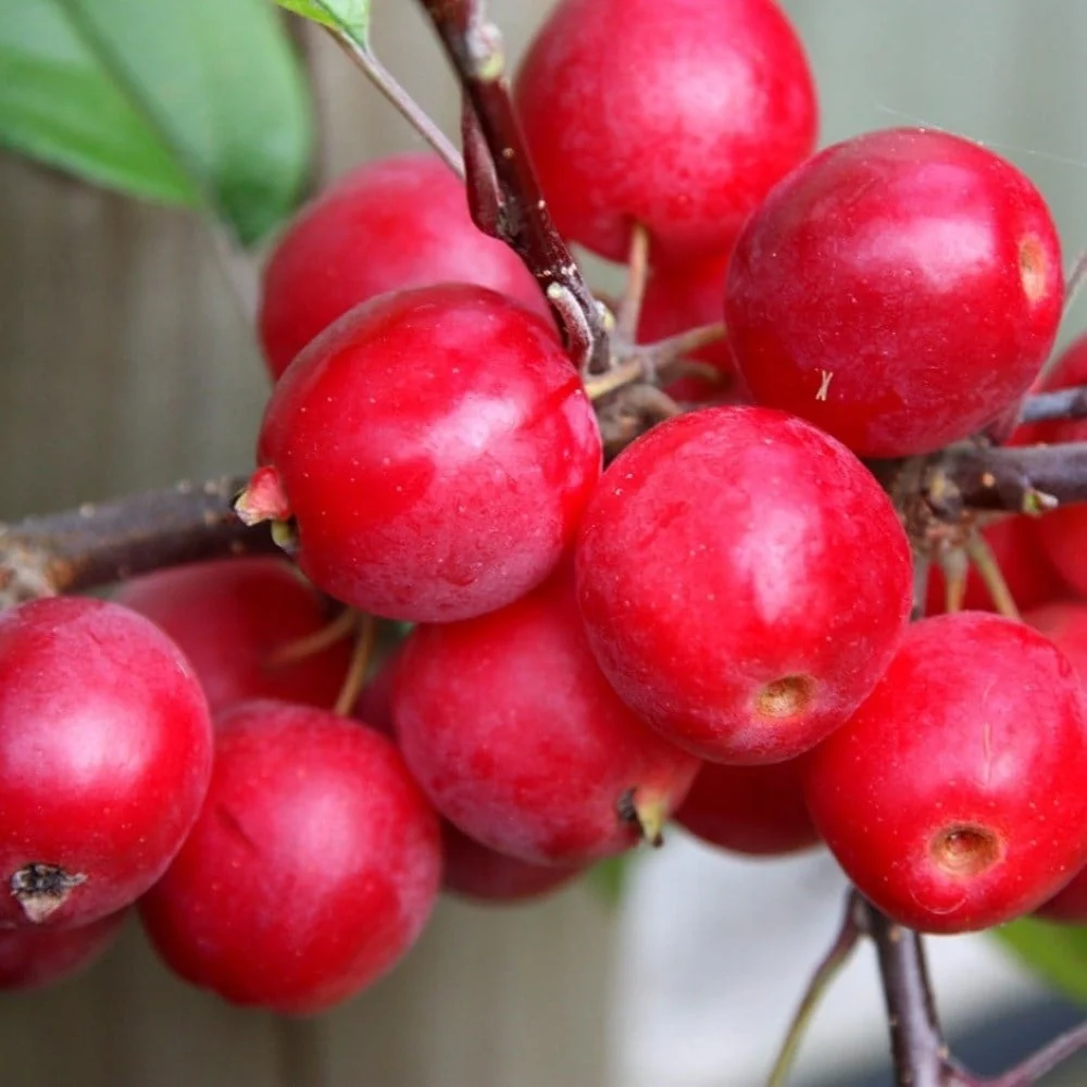 Mar Ornamental (Malus) Red Sentinel, cu fructe rosii, flori albe rozalii cu parfum dulce, arbore decorativ rezistent la ger