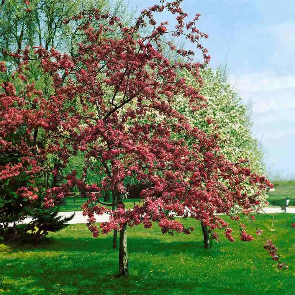 Mar Ornamental (Malus) Red Sentinel, cu fructe rosii, flori albe rozalii cu parfum dulce, arbore decorativ rezistent la ger