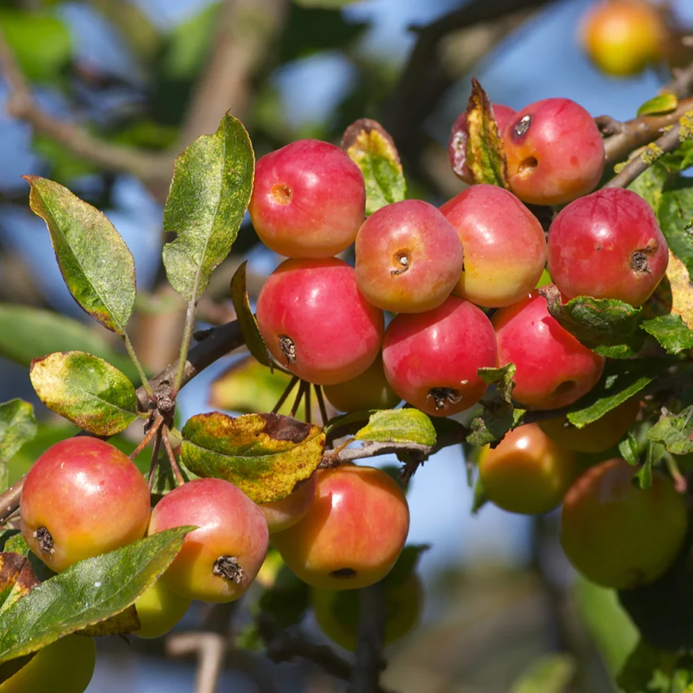 Mar Ornamental (Malus) Red Sentinel, cu fructe rosii, flori albe rozalii cu parfum dulce, arbore decorativ rezistent la ger