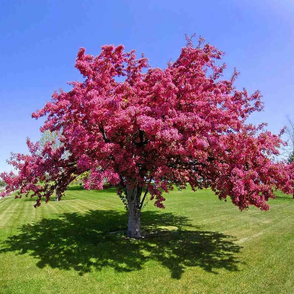 Mar Ornamental Profusion, copac decorativ cu flori roz-violet parfumate, fructe rosii mici