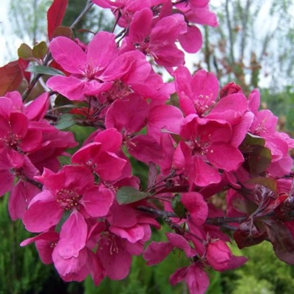 Mar Ornamental Profusion, copac decorativ cu flori roz-violet parfumate, fructe rosii mici