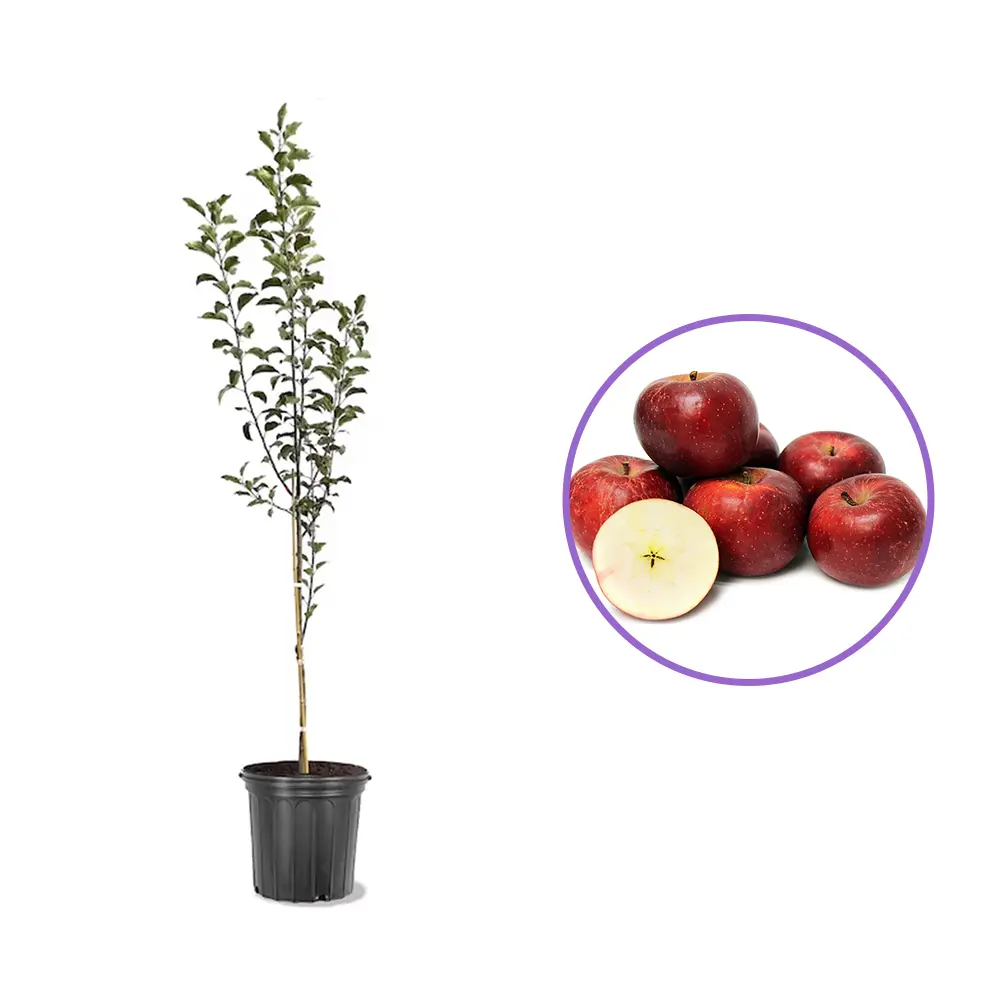 Mar Red Rome (Malus), pom fructifer mere rosii dulci tarziu rezistent
