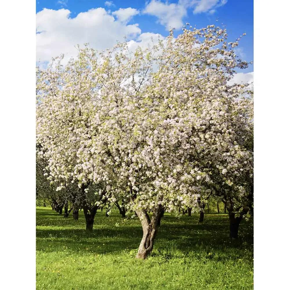 Mar Red Rome (Malus), pom fructifer mere rosii dulci tarziu rezistent