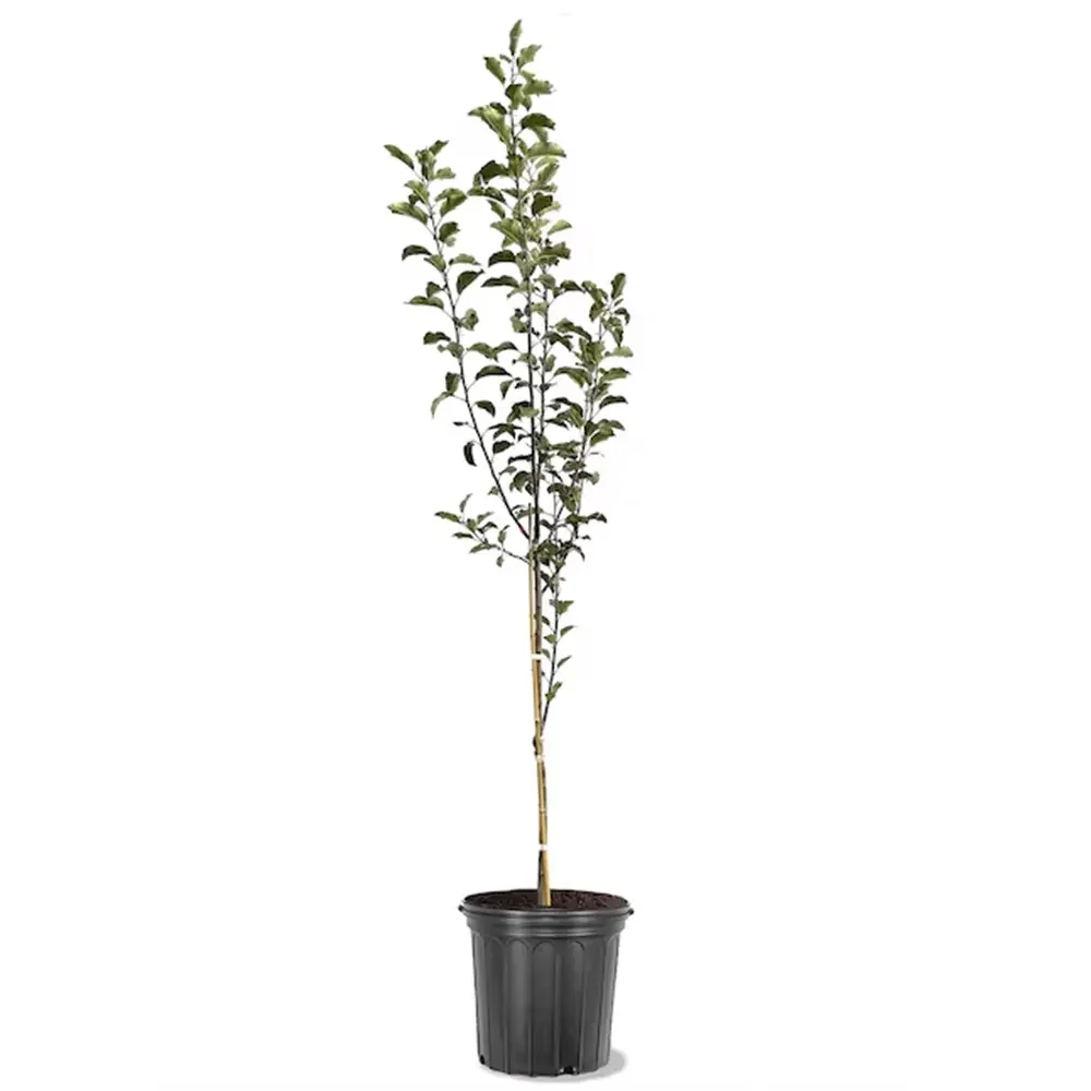 Mar Red Rome (Malus), pom fructifer mere rosii dulci tarziu rezistent