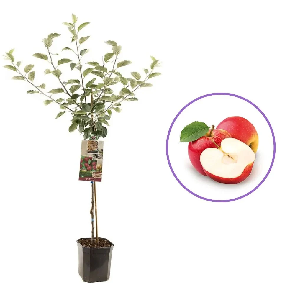 Mar Rode Boskoop (Malus), cu fructe dulci rosii, 3 pe rod