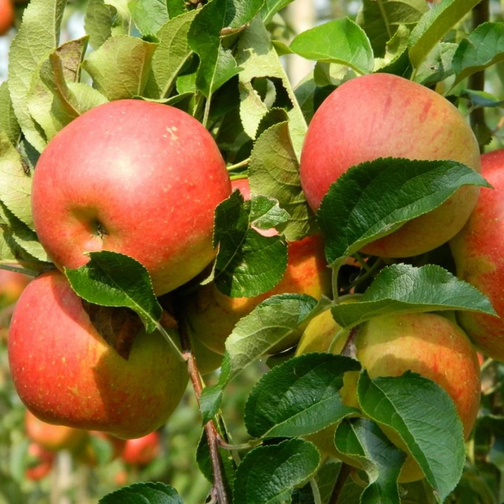 Mar Rode Boskoop (Malus), cu fructe dulci rosii, 3 pe rod