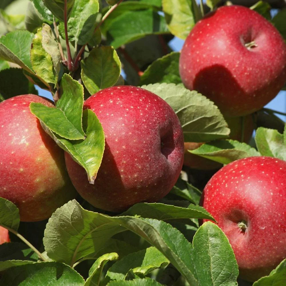 Mar Rode Boskoop (Malus), cu fructe dulci rosii, 3 pe rod