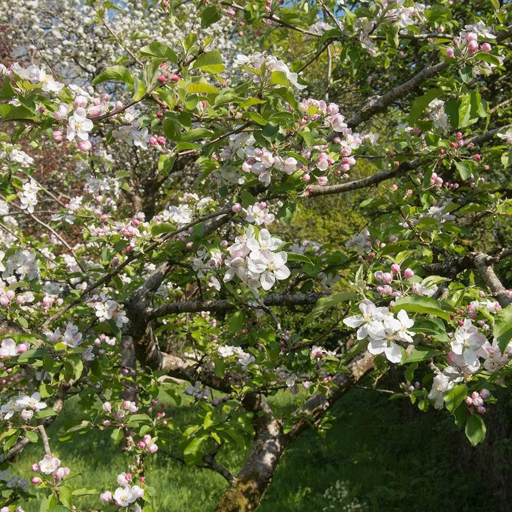 Mar Rode Boskoop (Malus), cu fructe dulci rosii, 3 pe rod