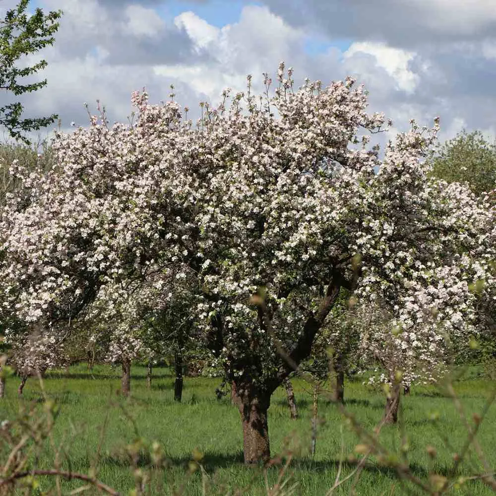 Mar Rode Boskoop (Malus), cu fructe dulci rosii, 3 pe rod