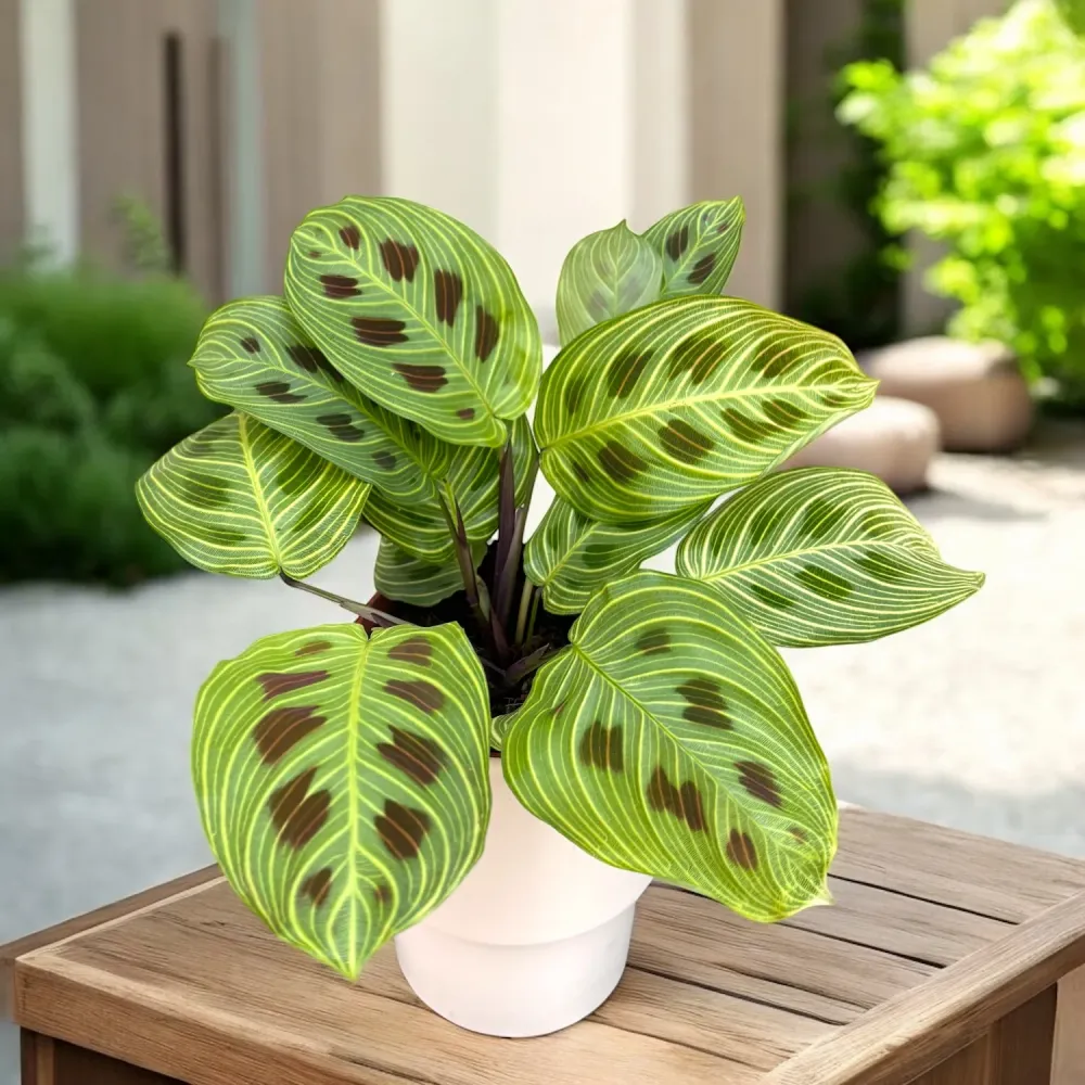 Maranta leuconeura ‘Fantasy’ – Prayer Plant cu venatie spectaculoasa