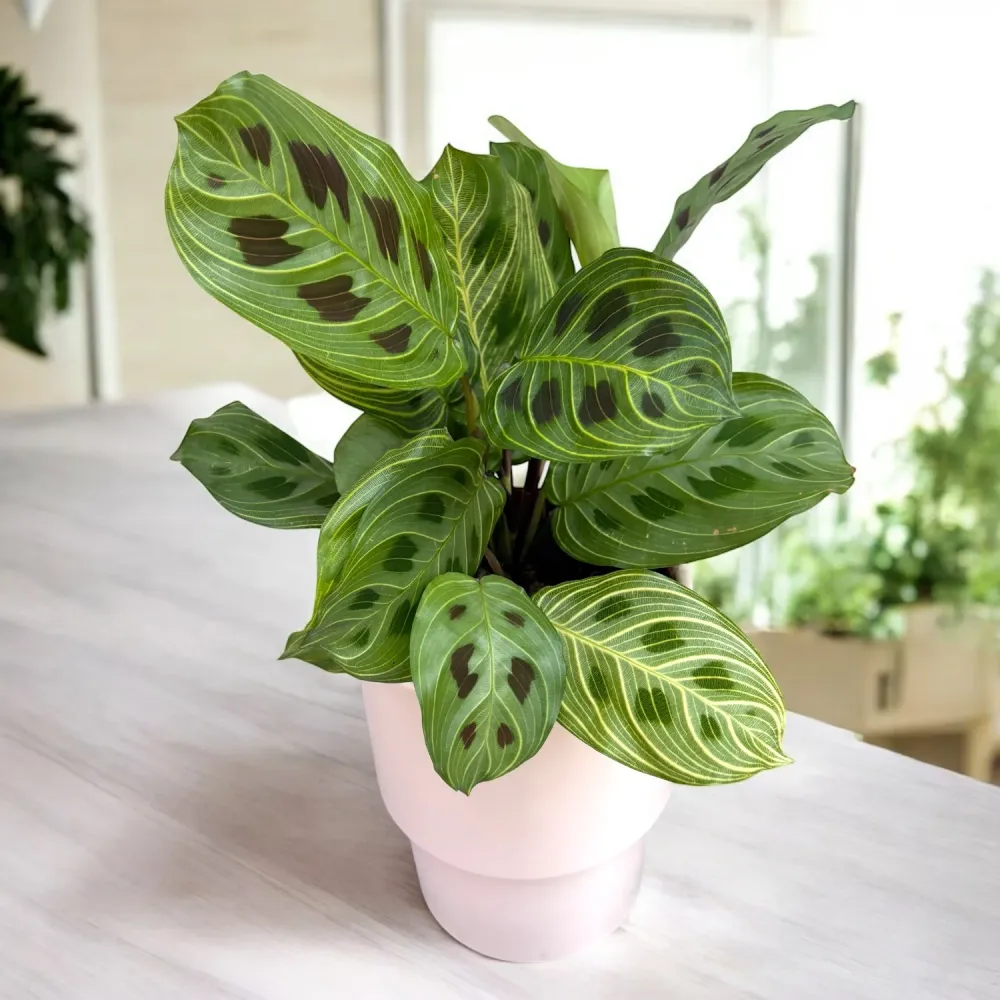 Maranta leuconeura ‘Fantasy’ – Prayer Plant cu venatie spectaculoasa