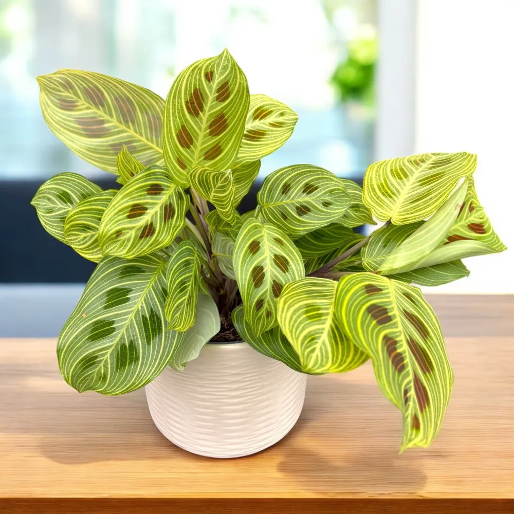 Maranta leuconeura ‘Fantasy’ – Prayer Plant cu venatie spectaculoasa
