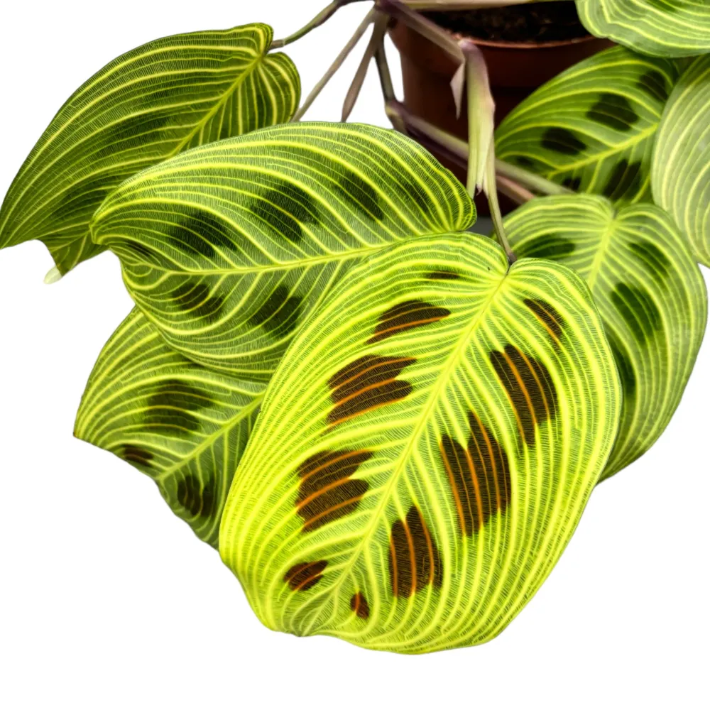 Maranta leuconeura ‘Fantasy’ – Prayer Plant cu venatie spectaculoasa