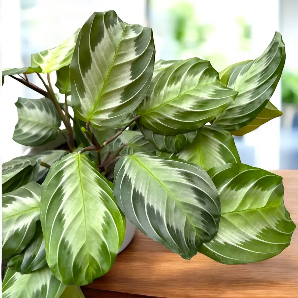 Maranta Leuconeura ‘Gray’ (Silverband)