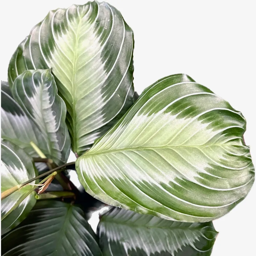 Maranta Leuconeura ‘Gray’ (Silverband)