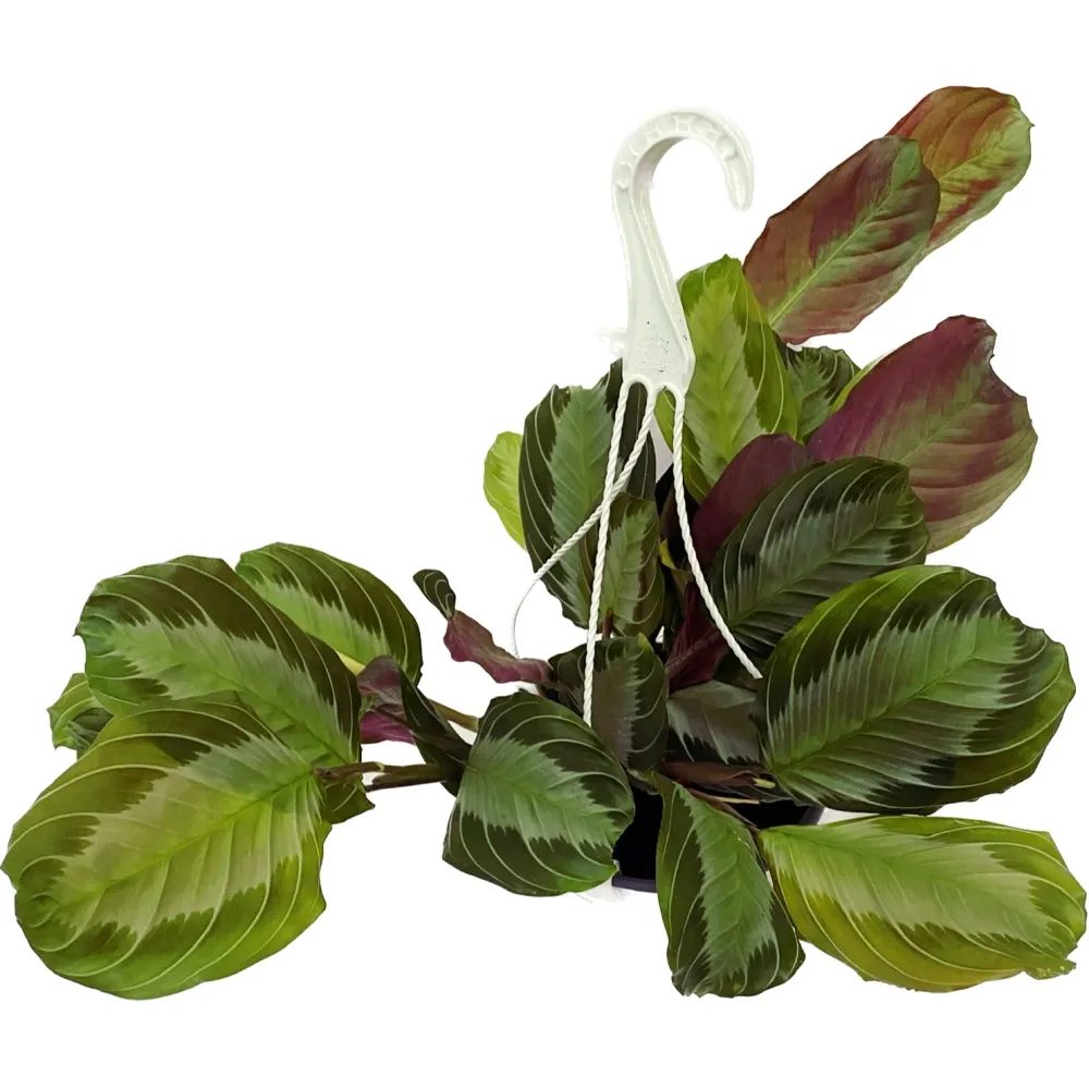 Maranta Leuconeura ‘Gray’ (Silverband) 3-4plante/ghiveci