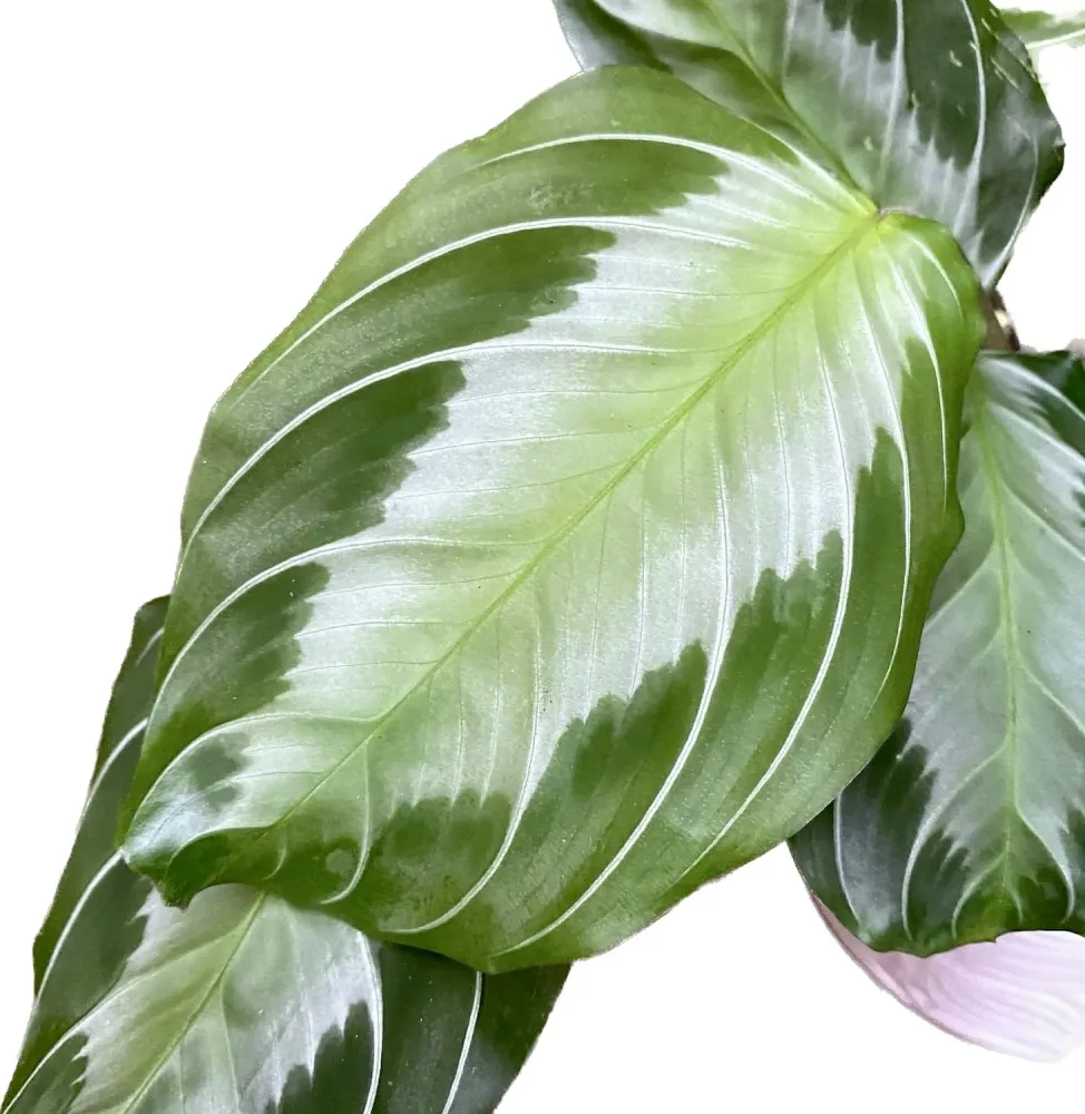 Maranta Leuconeura ‘Gray’ (Silverband) 3-4plante/ghiveci