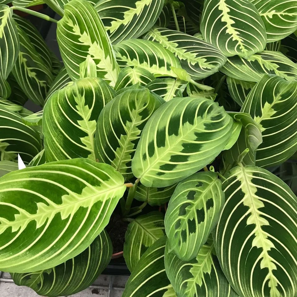 Maranta leuconeura ‘Lemon Lime’ - Planta care se roaga, cu frunzis verde neon