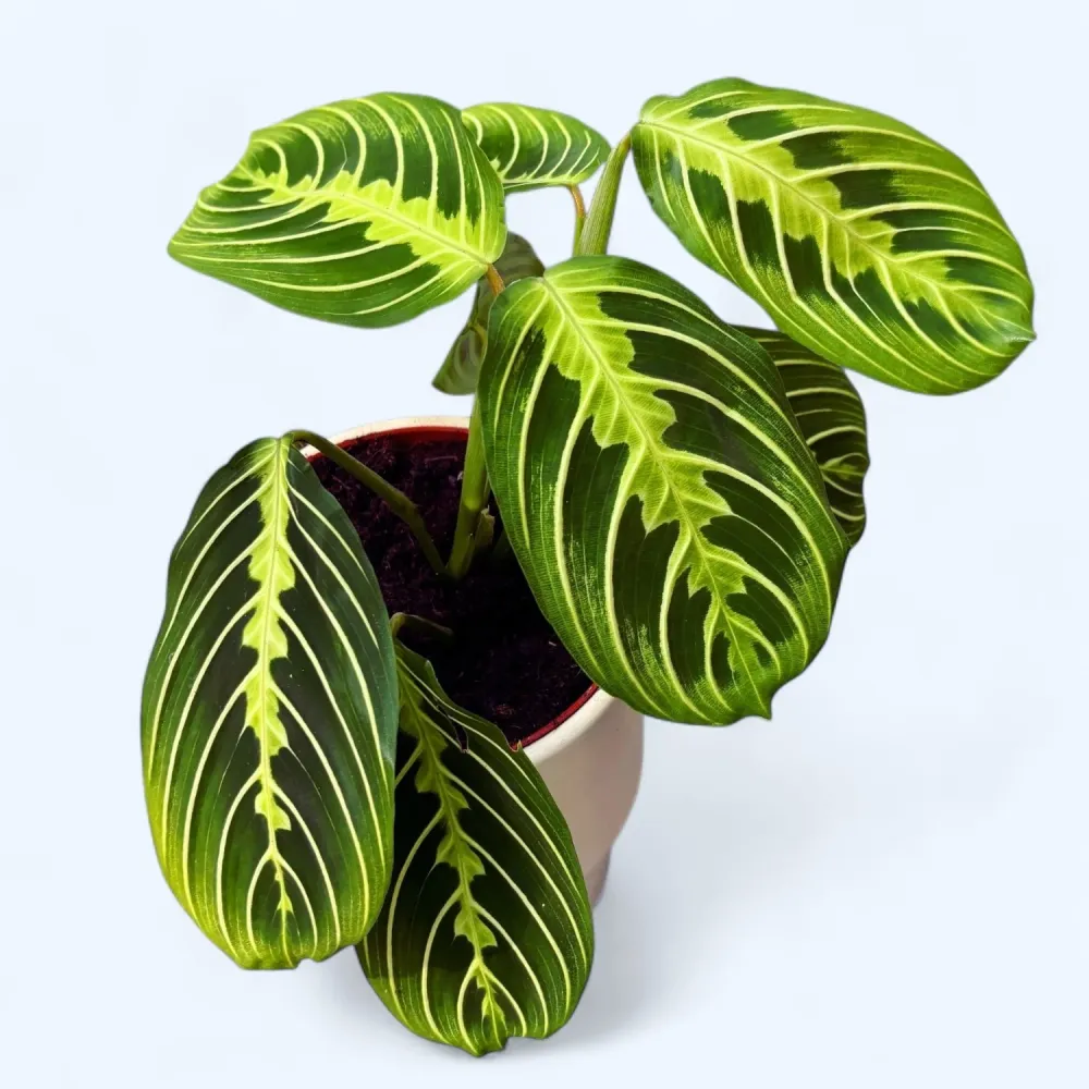 Maranta leuconeura ‘Lemon Lime’ - Planta care se roaga, cu frunzis verde neon