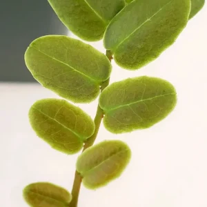 Marcgravia sintenisii (Rainbow Marcgravia)
