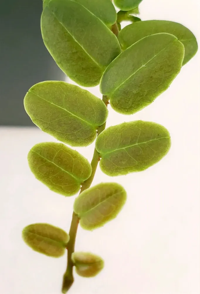 Marcgravia sintenisii (Rainbow Marcgravia)