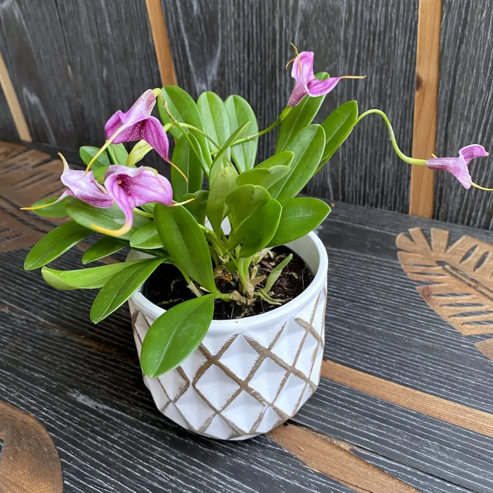 Masdevallia Anai