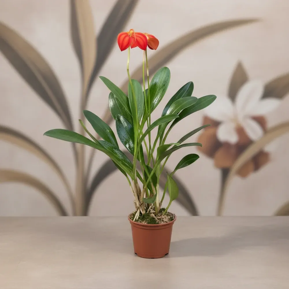 Masdevallia ignea