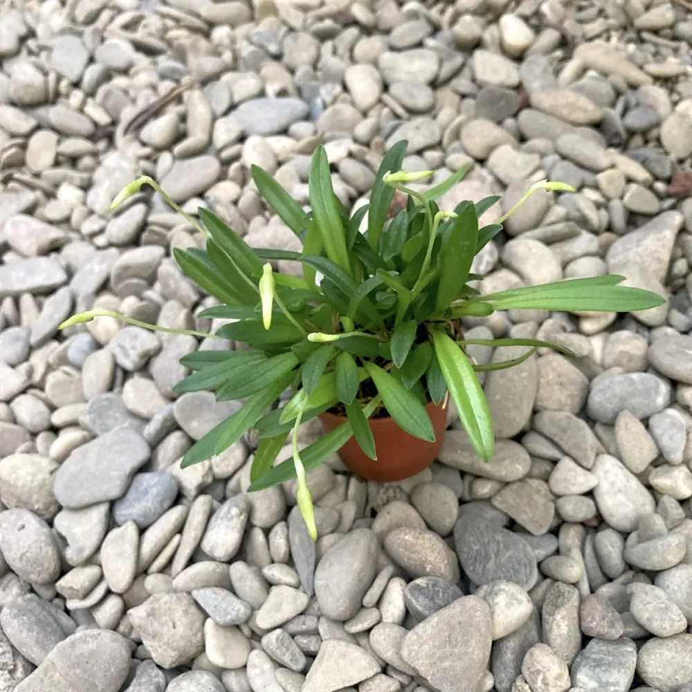 Masdevallia Minuta