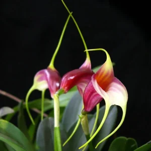Masdevallia mix (pot 6cm)