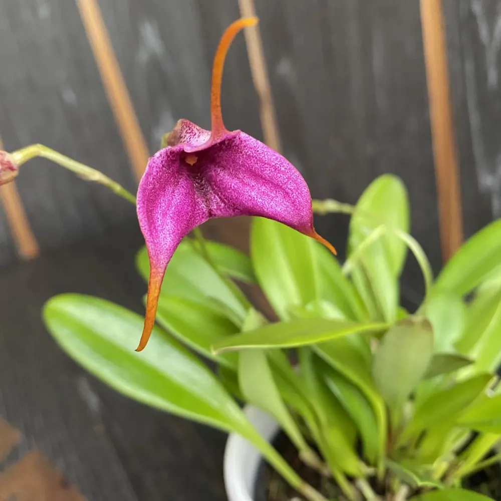 Masdevallia mov mix